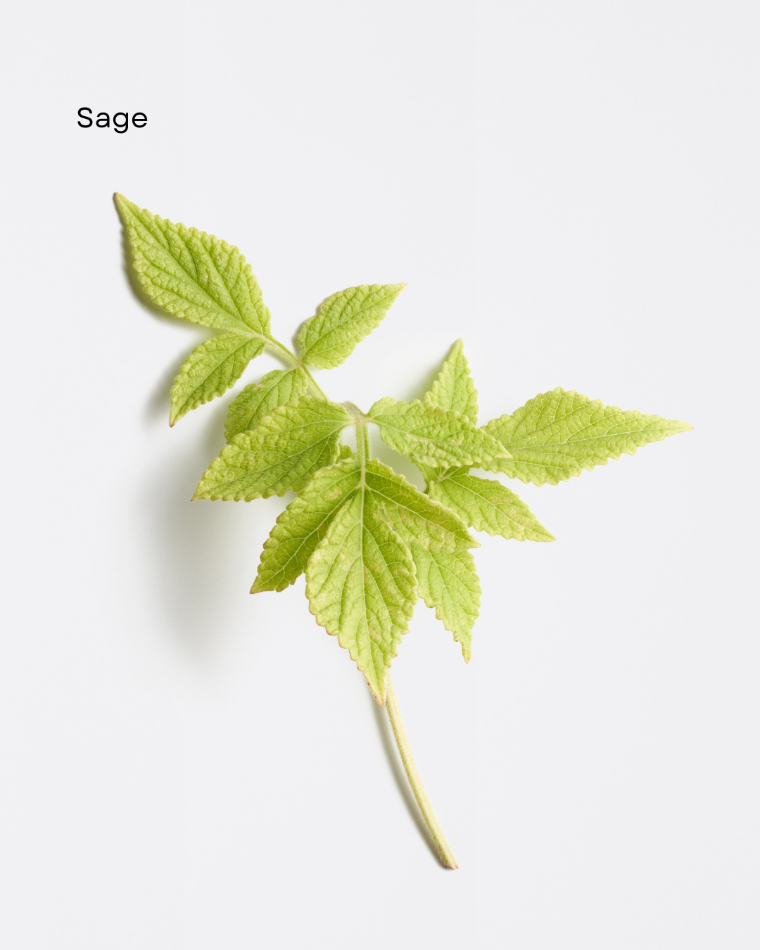 Dermosthétique Age Reversing Day Cream