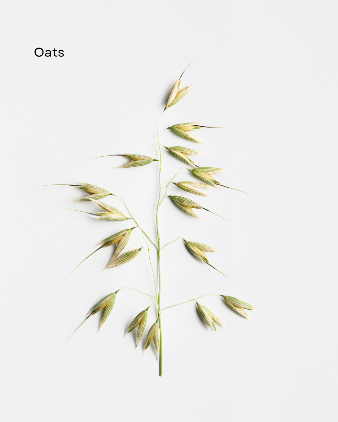 Dermosthétique Hydrating Cleansing Foam