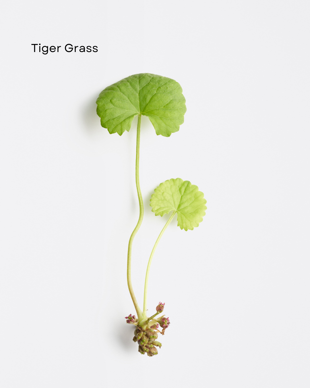 Dermosthétique Age Reversing Day Cream